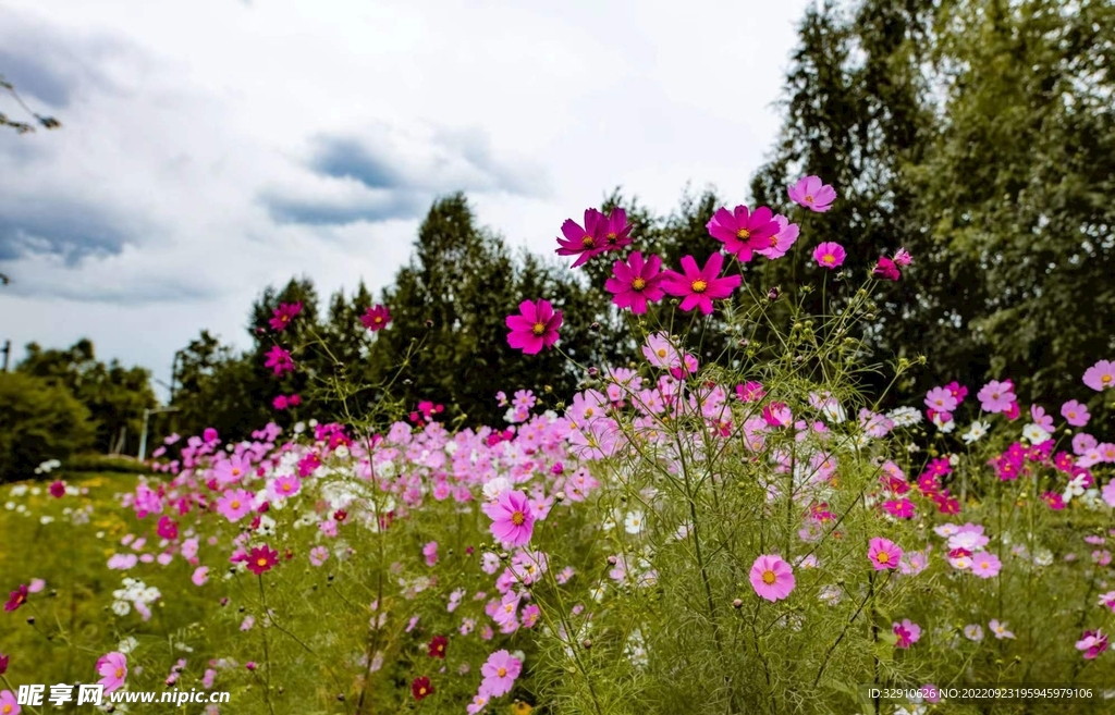 格桑花