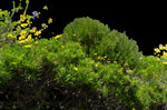 植物景观高清免扣素材