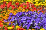 牵牛花
