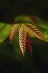 红枫系列