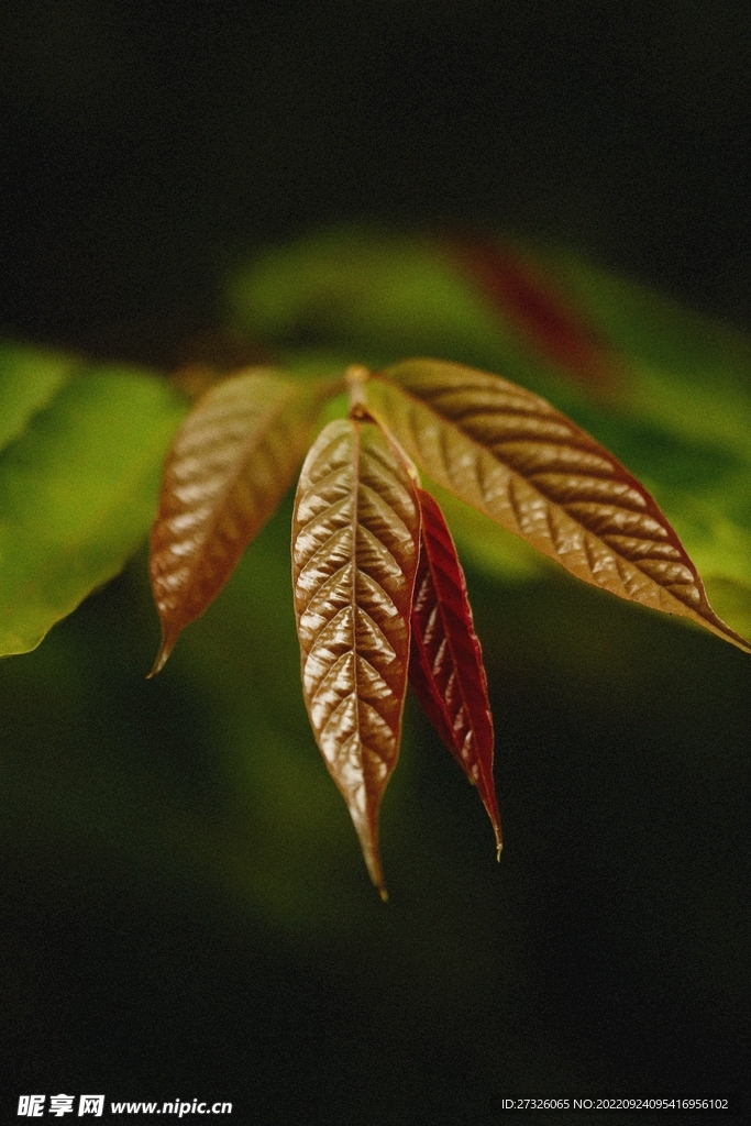 红枫系列