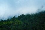 森林系列 