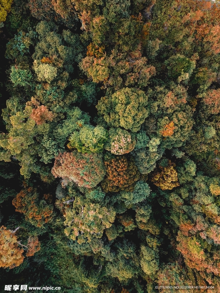 森林系列