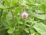 野花
