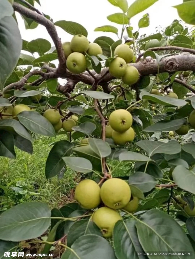 酸梨  安梨