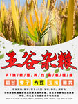 五谷杂粮  杂粮海报素材 粮食