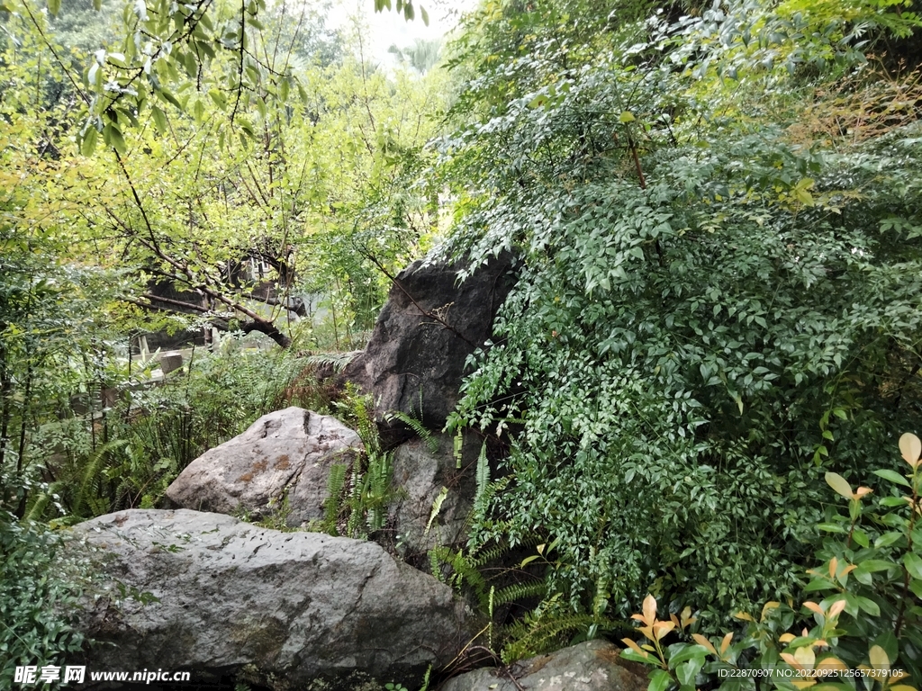 假山小树林