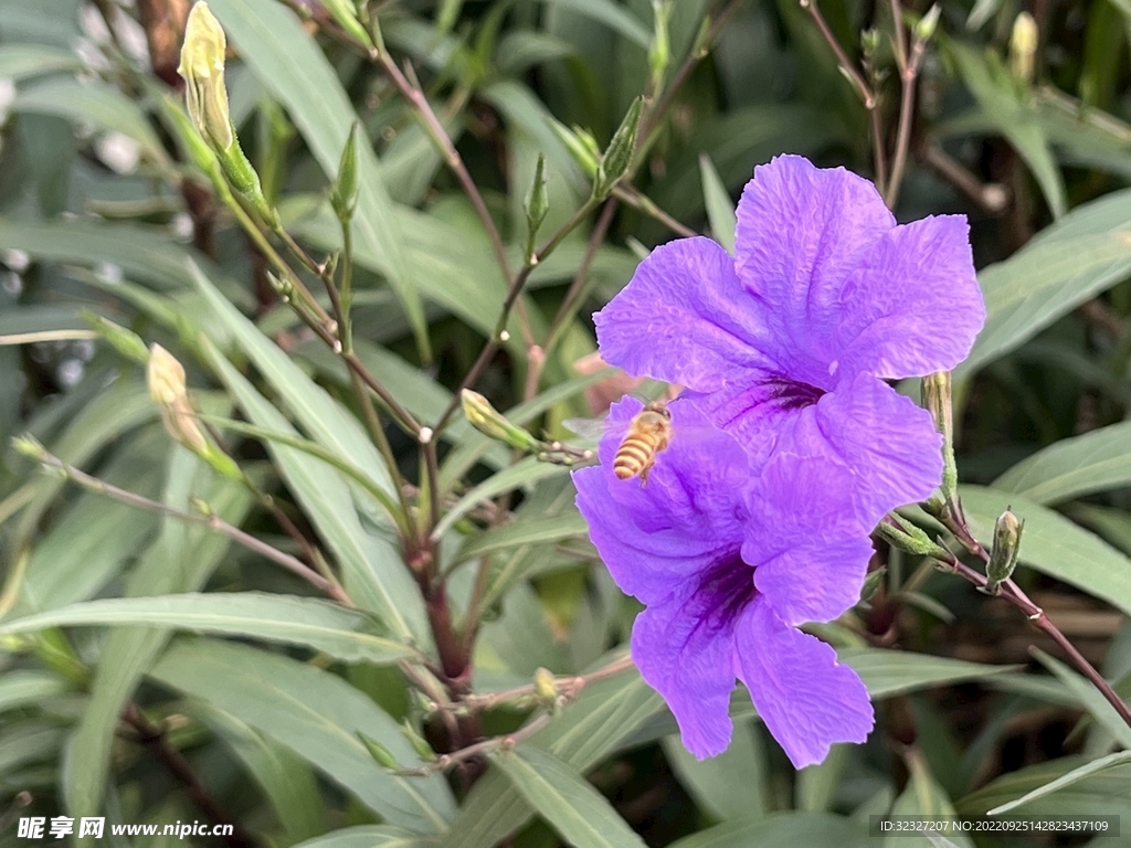 蜜蜂与花