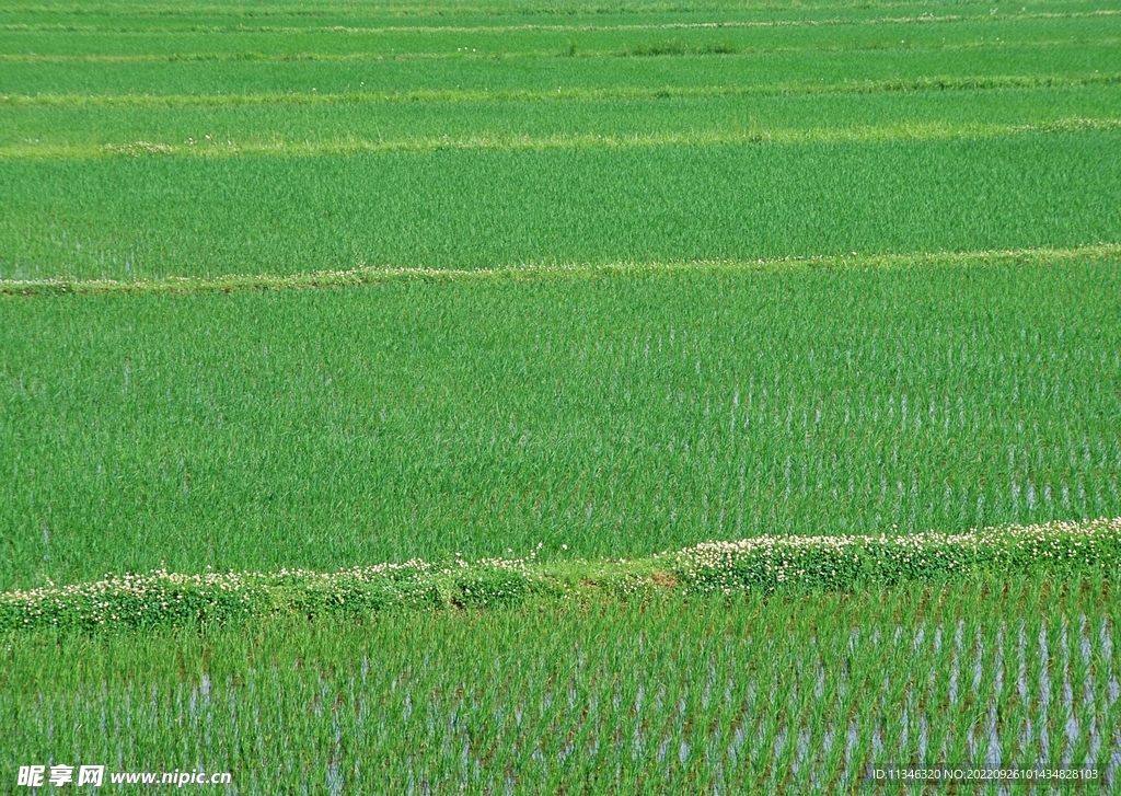 稻田