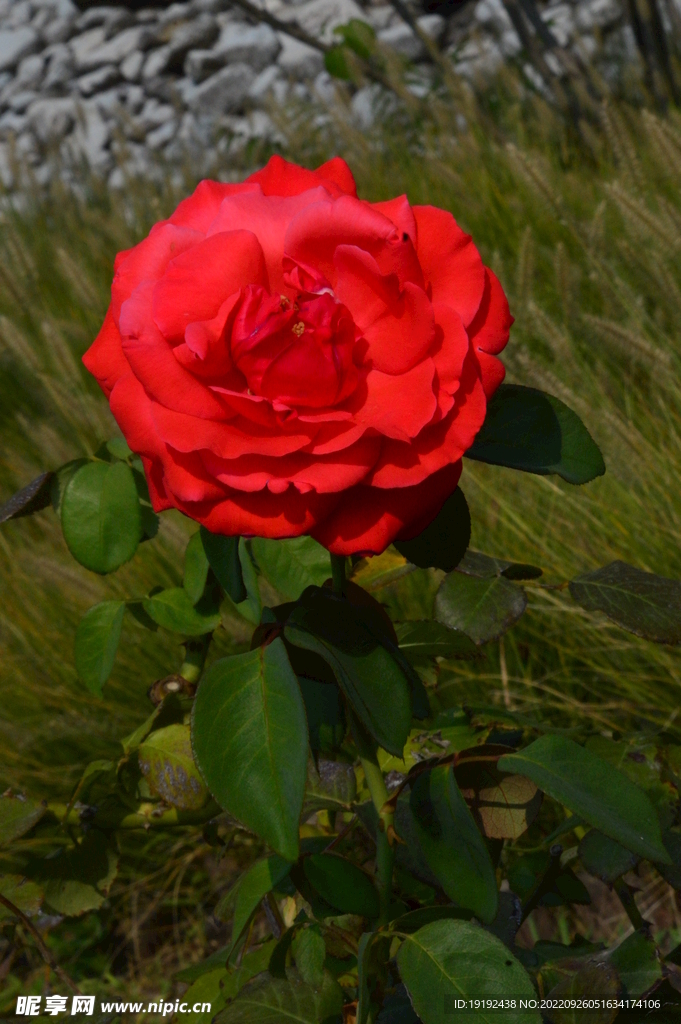 月季花 