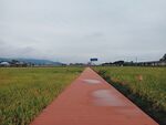 稻田中的长廊