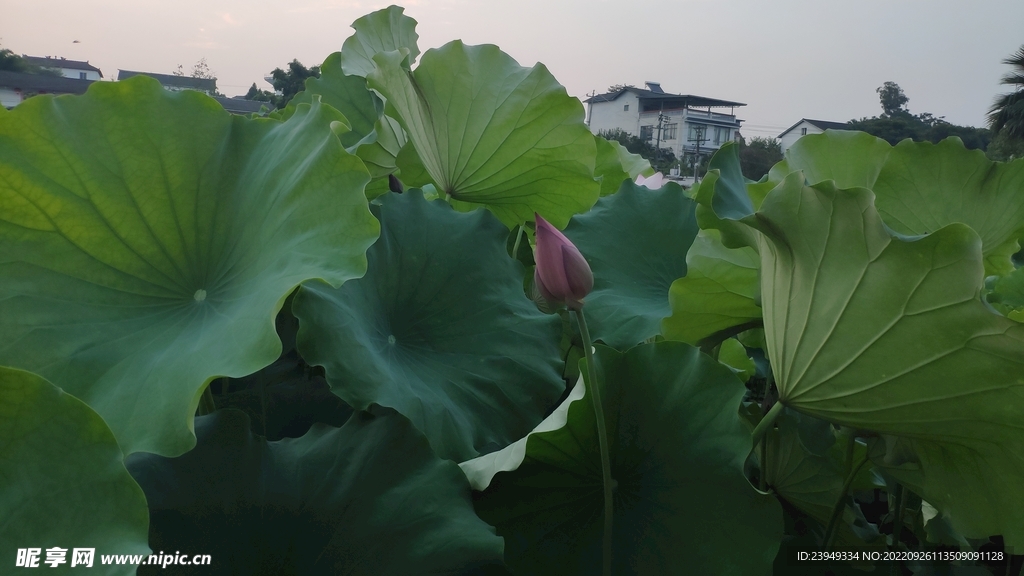 荷花