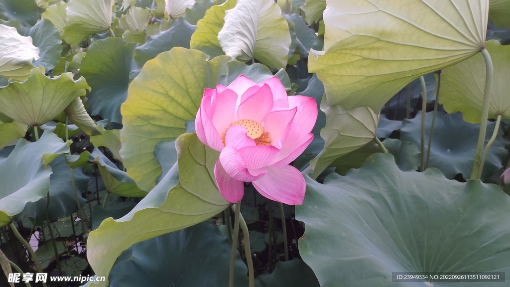荷花