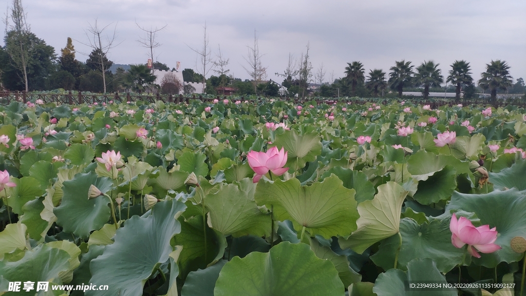荷花