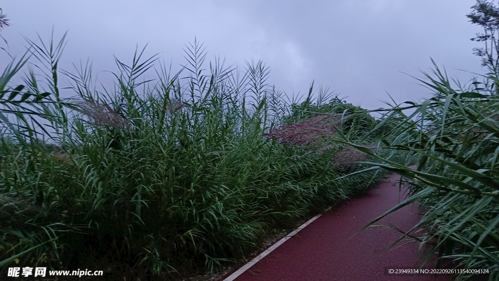 芦苇
