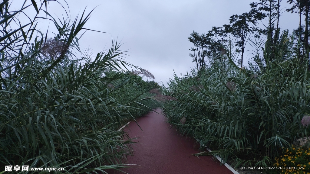 芦苇