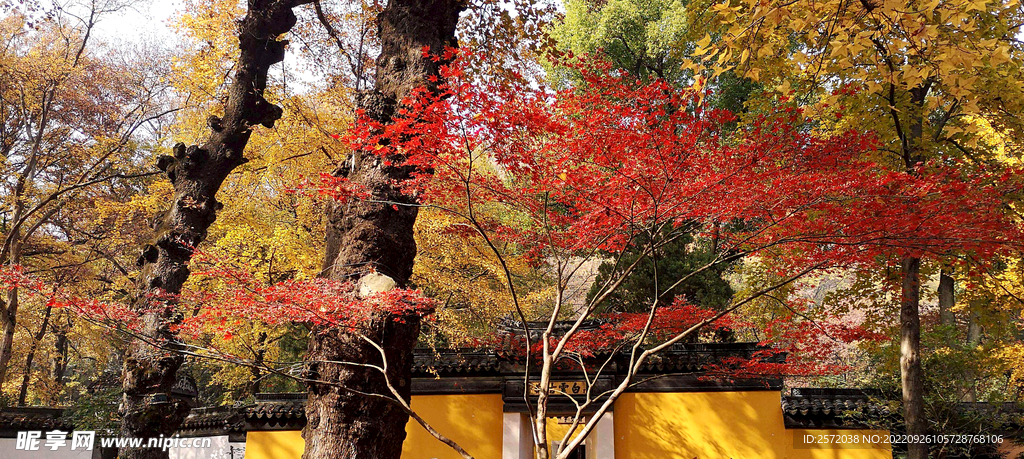 天平山秋天
