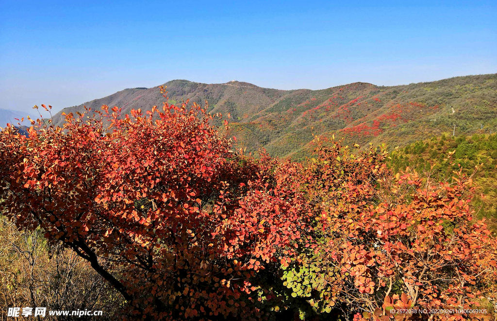 香山秋天