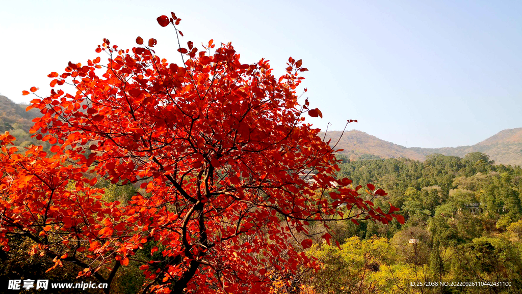 香山秋天