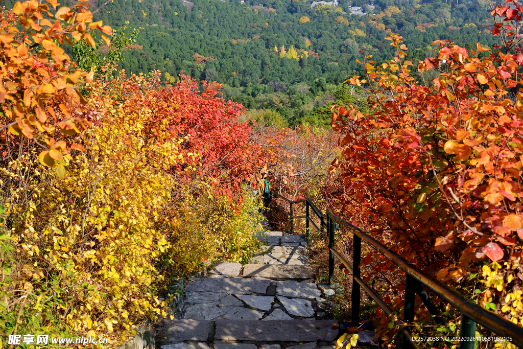 香山秋天