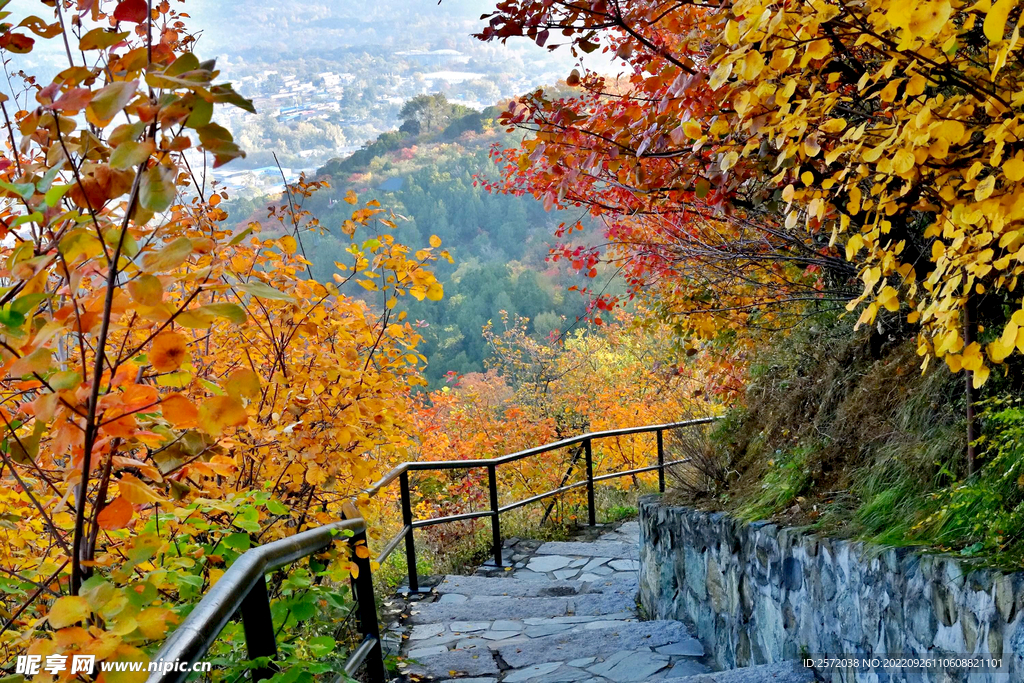 香山秋天