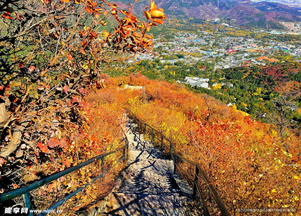 香山秋天