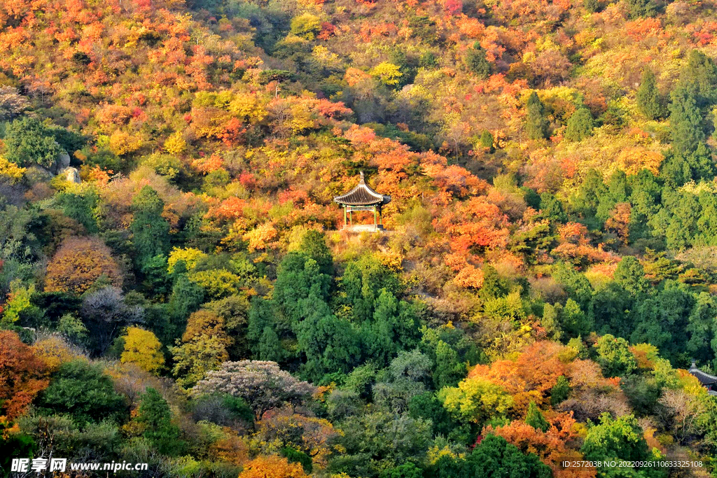 香山秋天