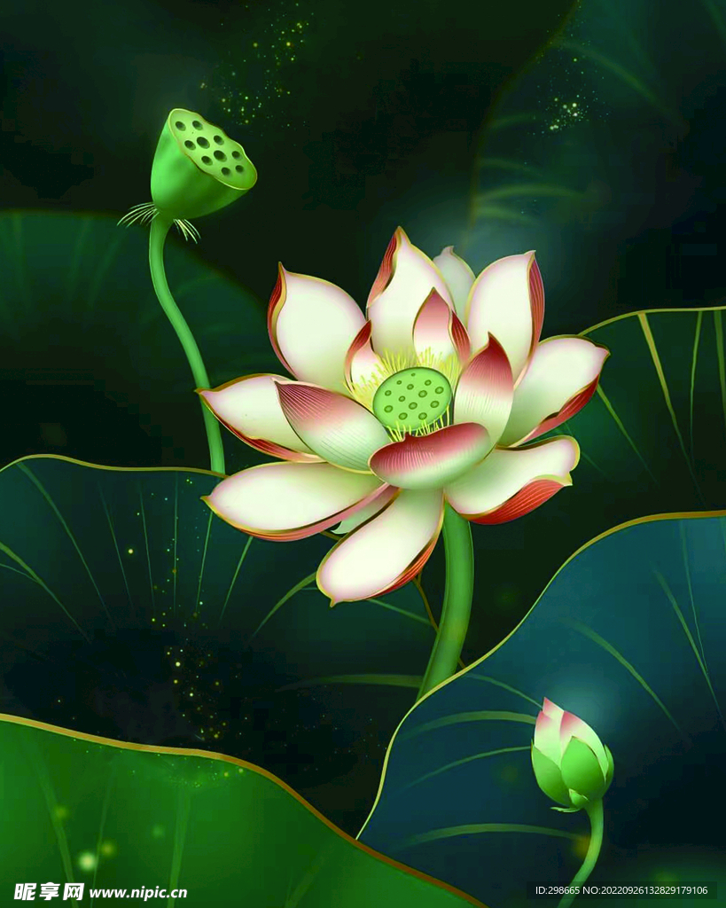 荷花 
