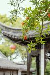 石榴树            