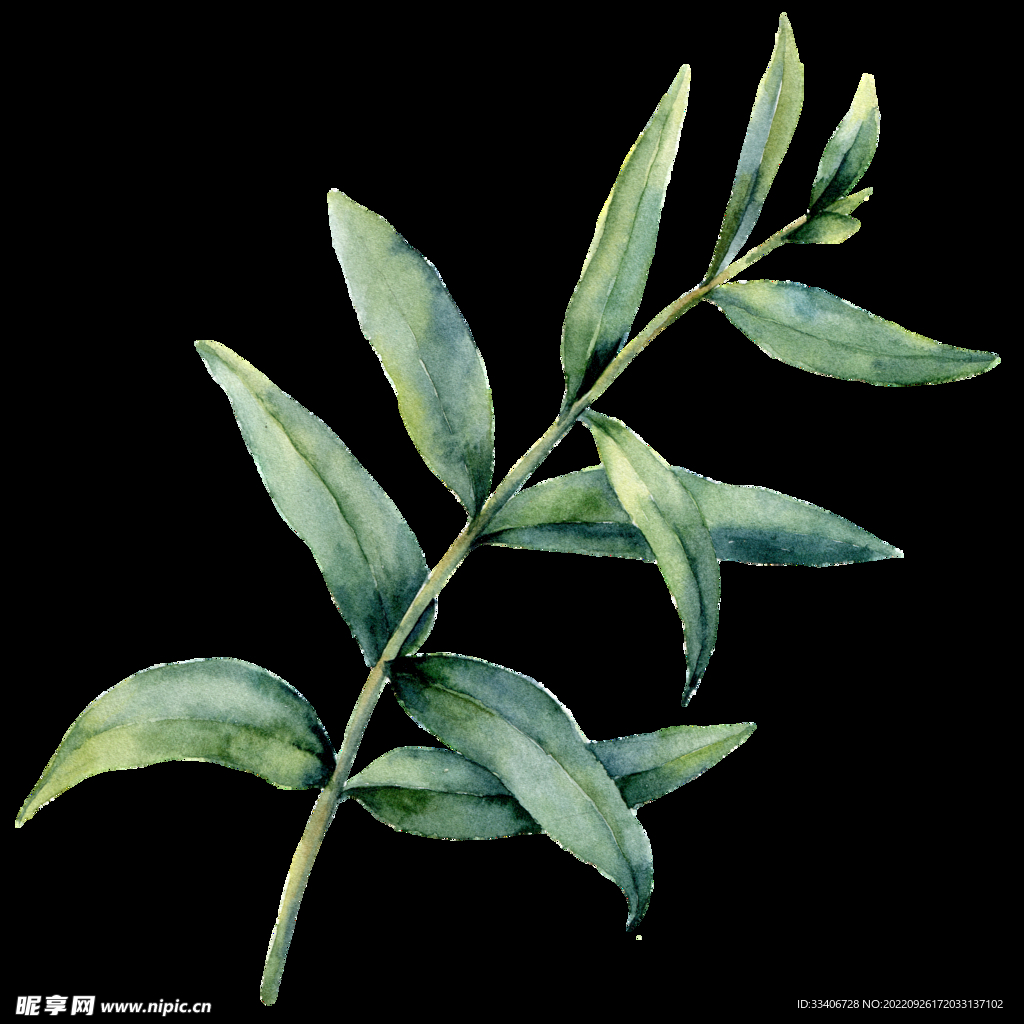 手绘花卉