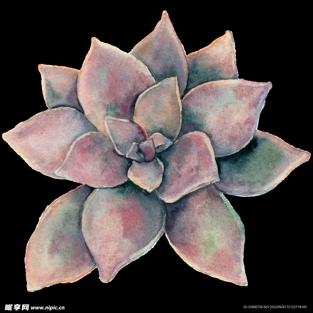 手绘花卉