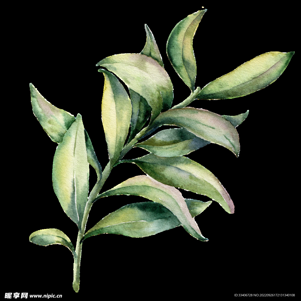 手绘花卉