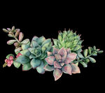 手绘花卉