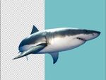高清鲨鱼素材