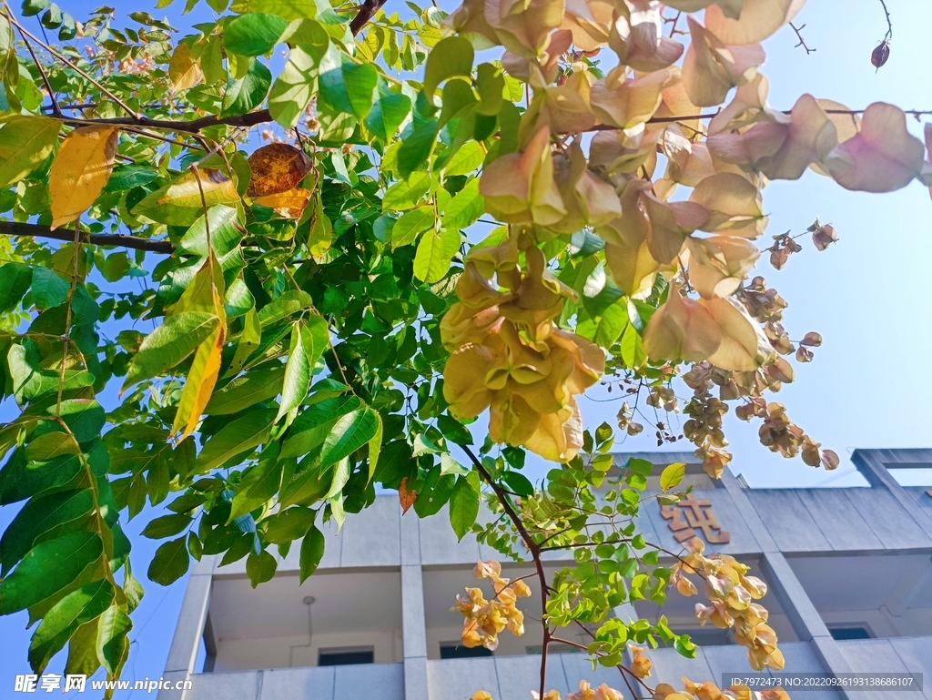 栾树