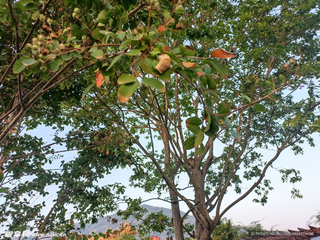 楸木