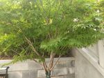 红枫