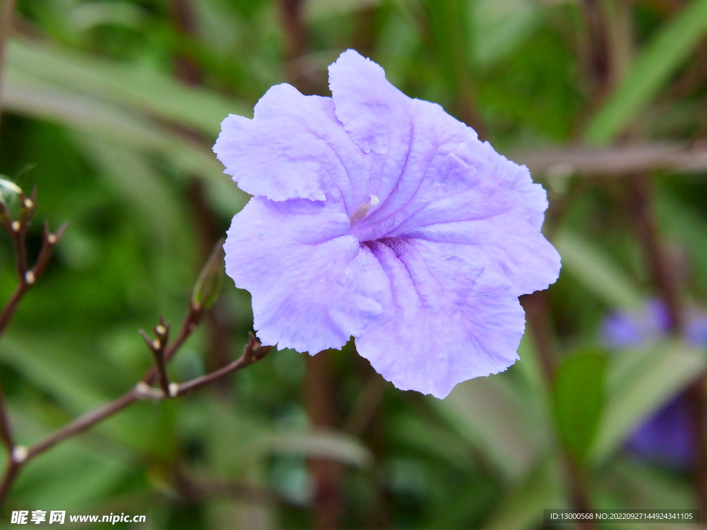 蓝花草