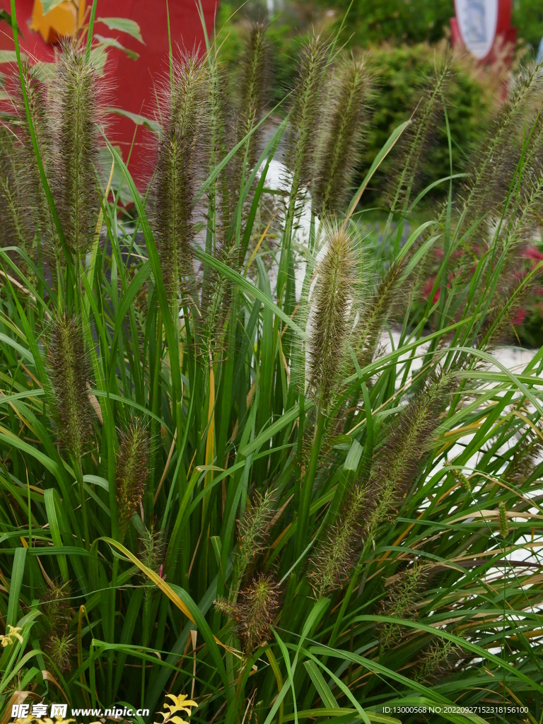 狼尾草