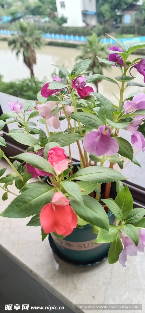 凤仙花