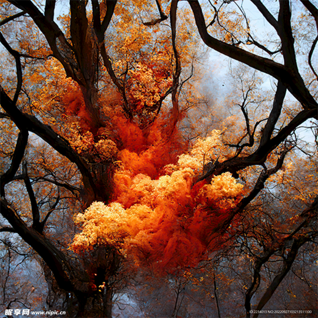 赤火之树