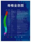 脊椎全息图