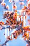 霜降