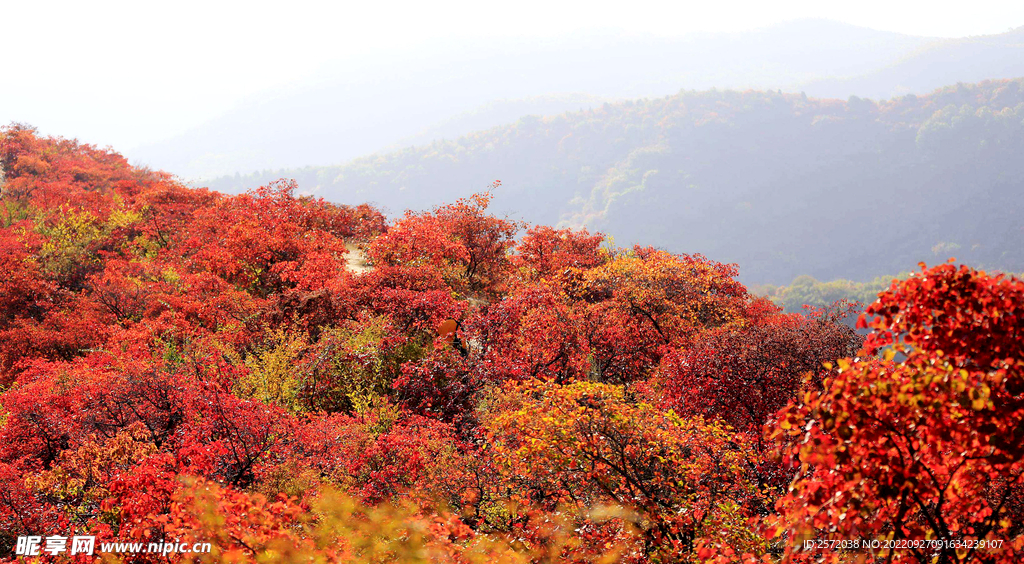 香山秋天