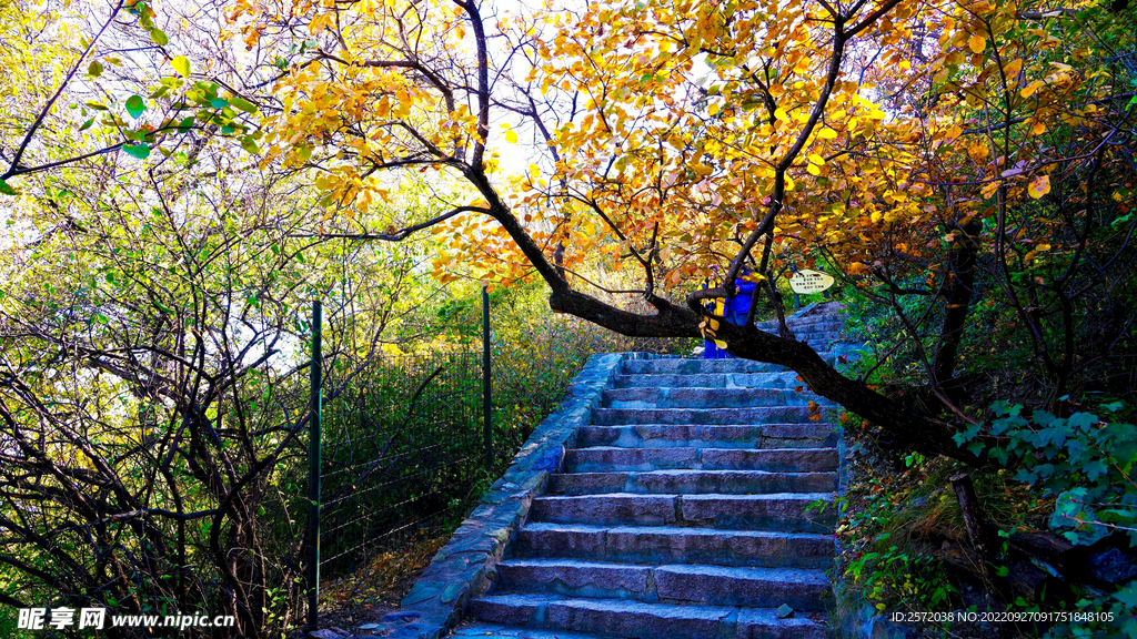 香山秋天