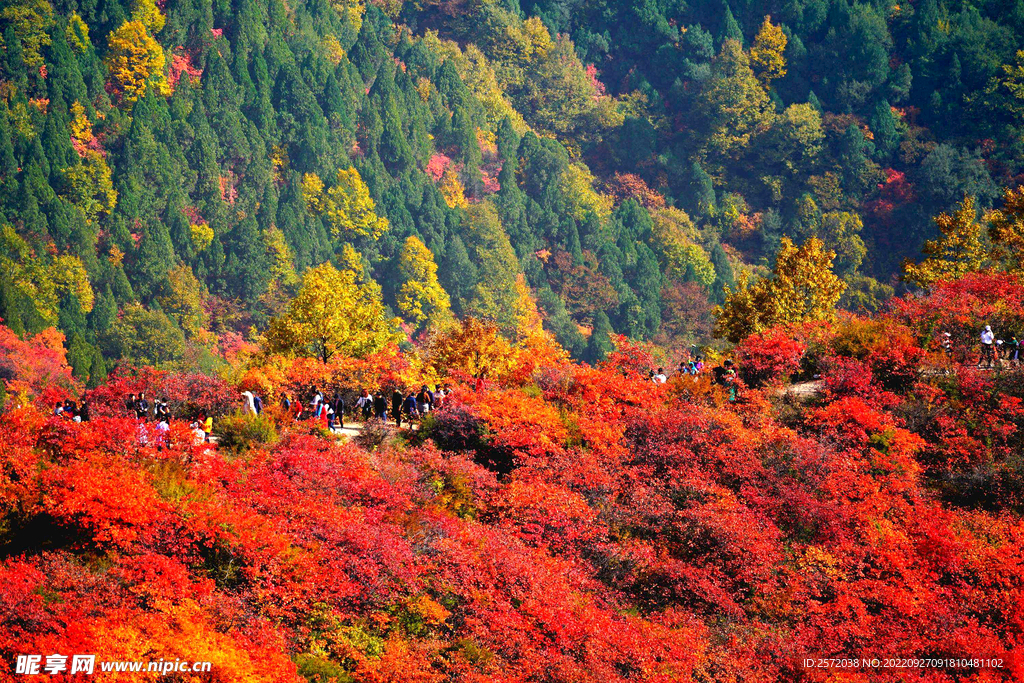 香山秋天