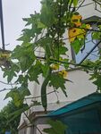 丝瓜花