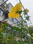丝瓜花