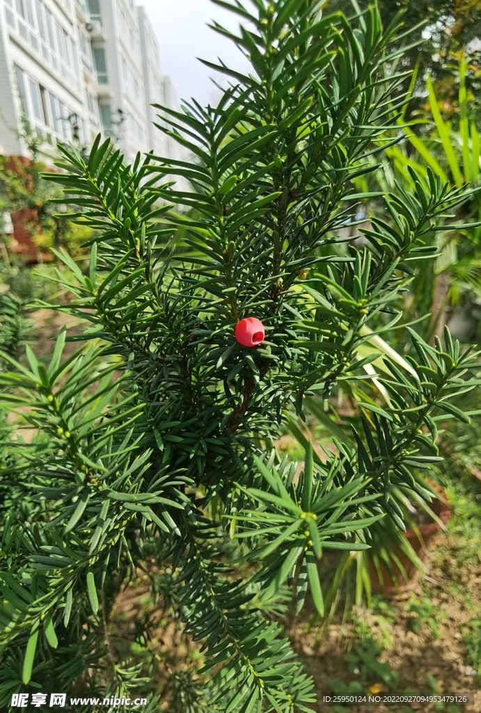 红豆杉