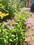 长春花